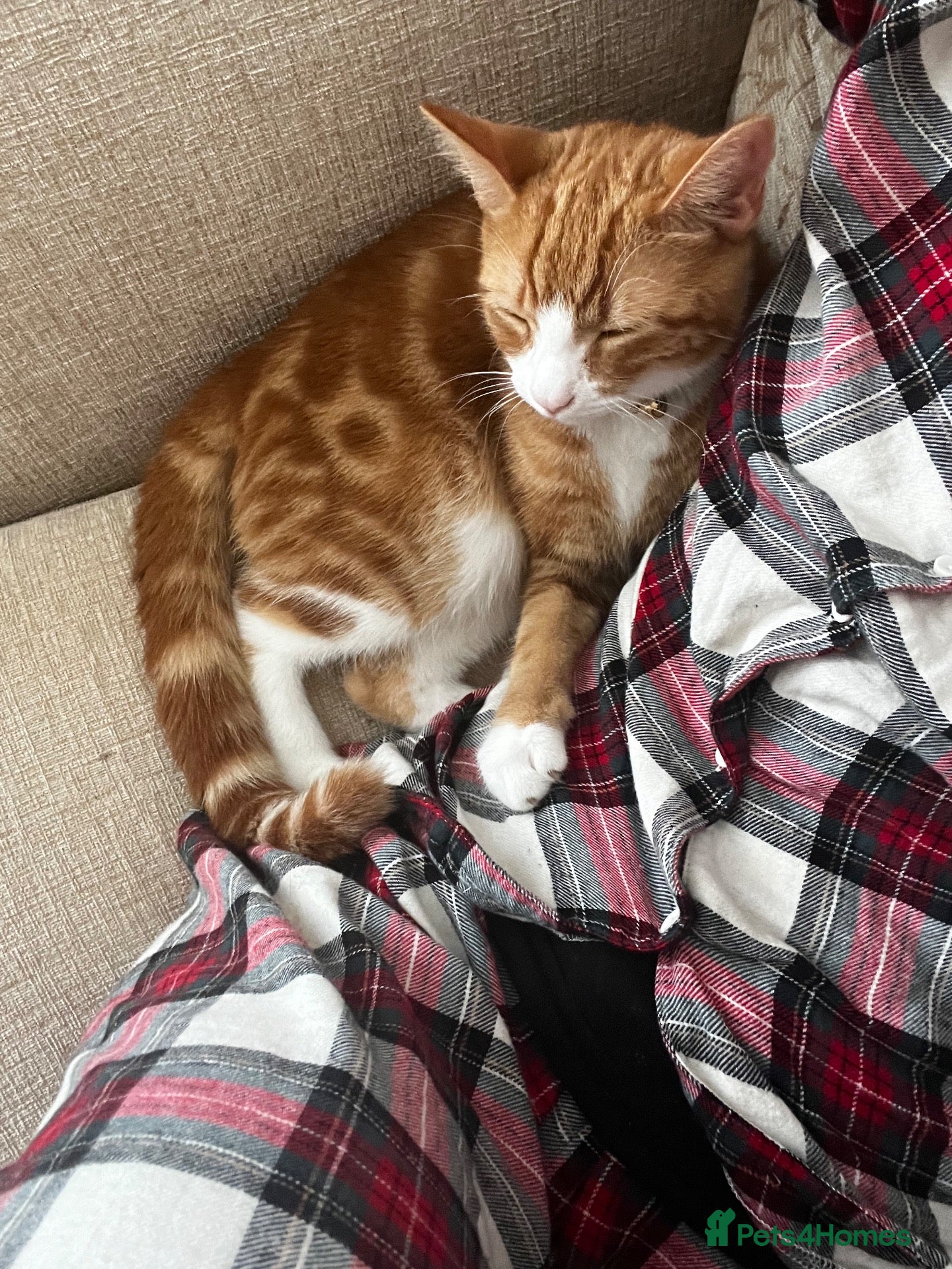 Mixed Breed cats Ginger Male Kitten - Advert 8