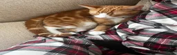 Mixed Breed cats for sale: Ginger Male Kitten - Advert 1
