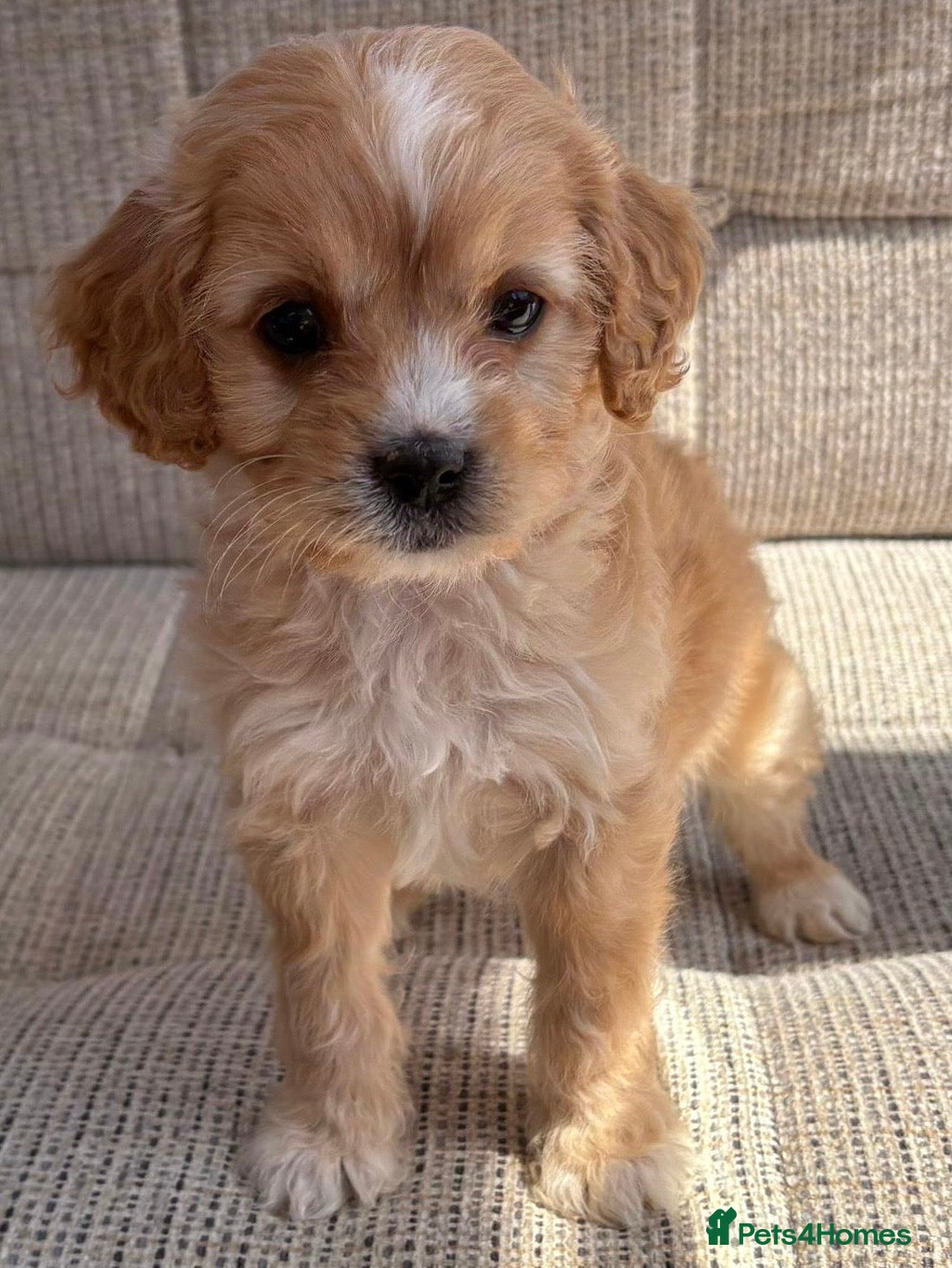 Cavapoo dogs F1b Cavapoo puppies! - Advert 2