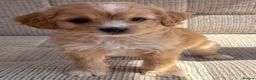 Cavapoo dogs for sale: F1b Cavapoo puppies! - Advert 1