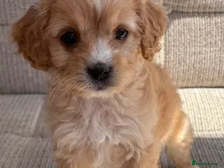Cavapoo dogs F1b Cavapoo puppies! - Advert 10