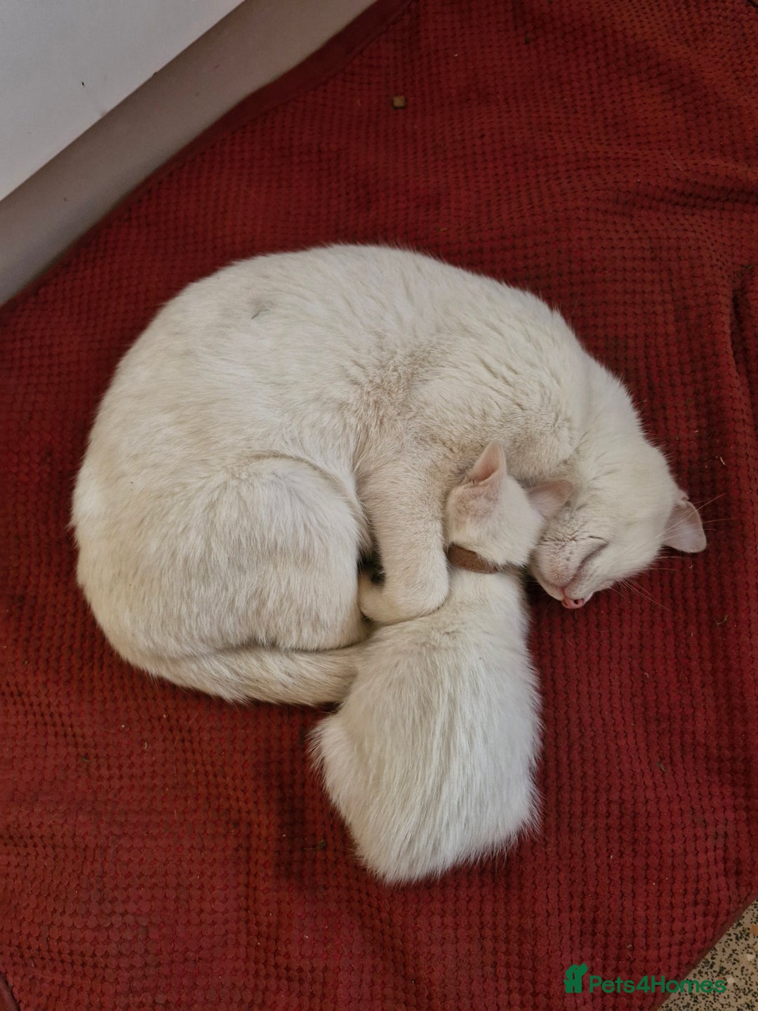 Mixed Breed cats for sale: Beautiful Siamese cross kittens - Advert 34