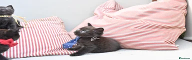Blue Tie Boy