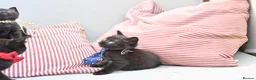 British Shorthair cats for sale: 5 Bundles of Love - Persian x BSH kittens  - Advert 6