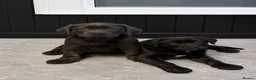 Cane Corso dogs for sale: Beautiful CaneCorso Puppies last 5 - Advert 1