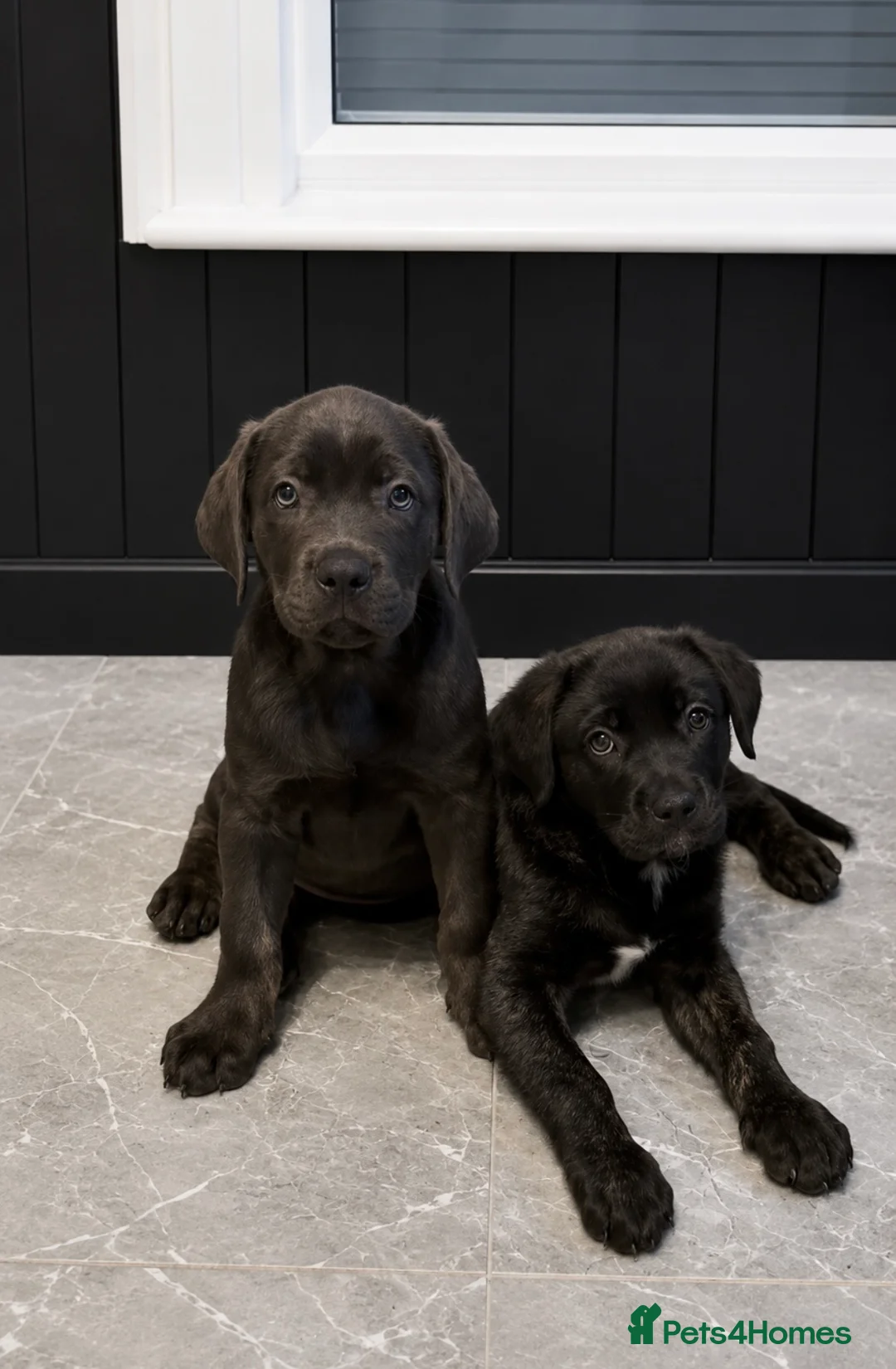 Cane Corso dogs for sale: Beautiful CaneCorso Puppies last 5 - Advert 1