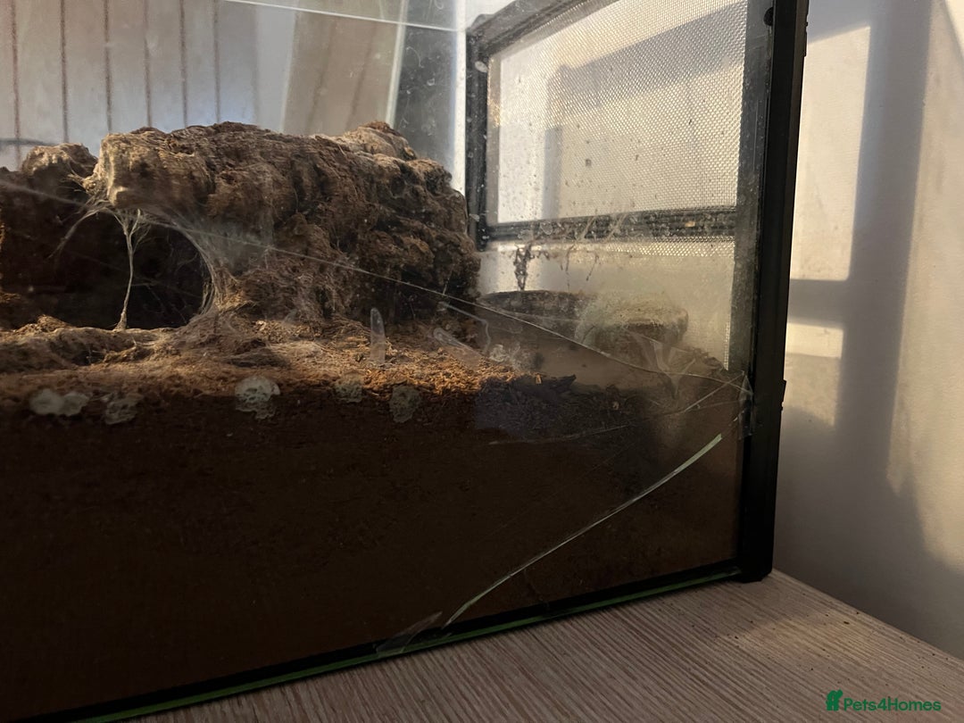 Tarantulas invertebrates for sale: Adult Female Tliltocatl albopilosus - Image 9