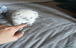 British Shorthair cats for sale: British short haired kittens  - Image 8