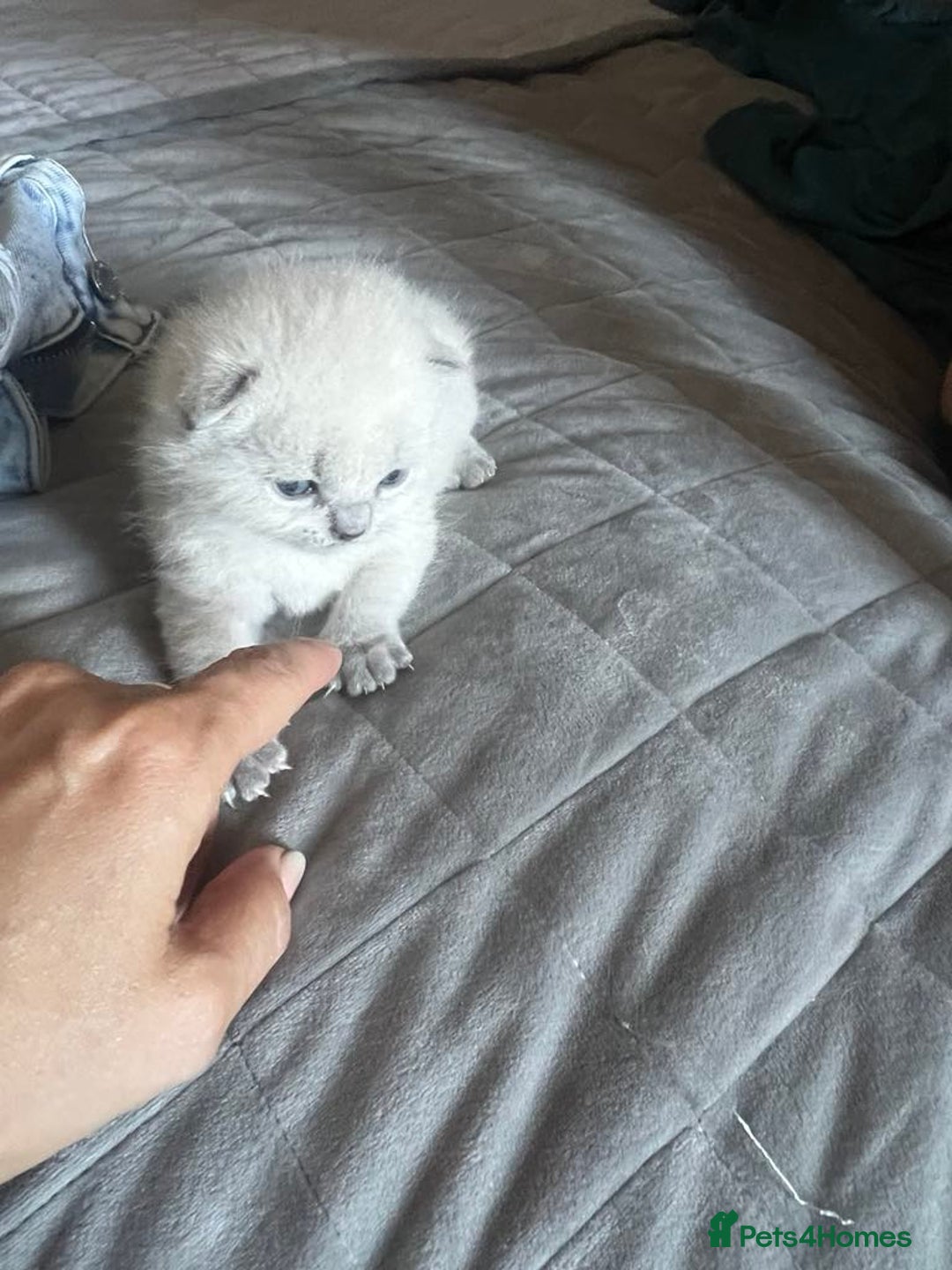 British Shorthair cats for sale: British short haired kittens  - Image 8