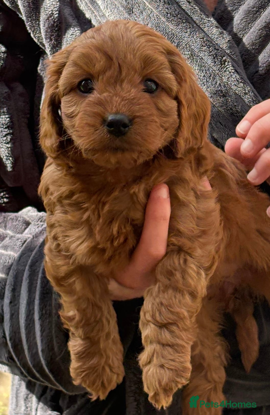 Cavapoo dogs stunning full ruby F1 Cavapoos for sale - Advert 2