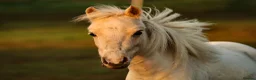 Miniature horses for sale: GDF Indiana White gold show pony  in Nottingham - Advert 1