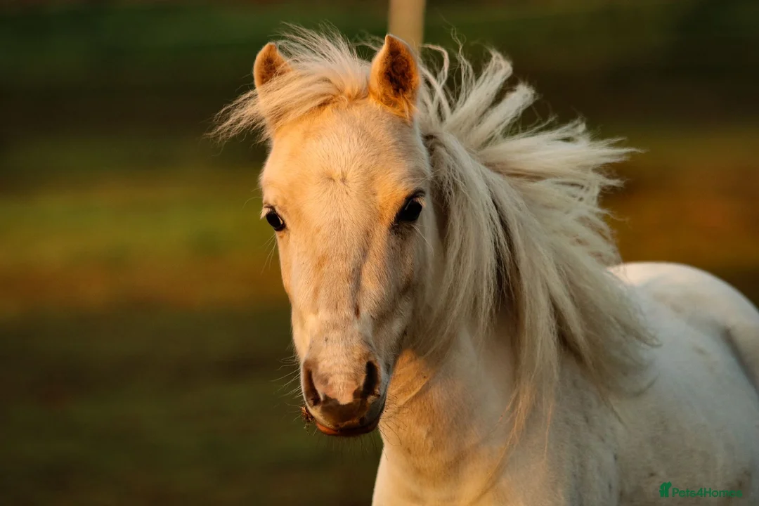 Miniature horses for sale: GDF Indiana White gold show pony  in Nottingham - Advert 1