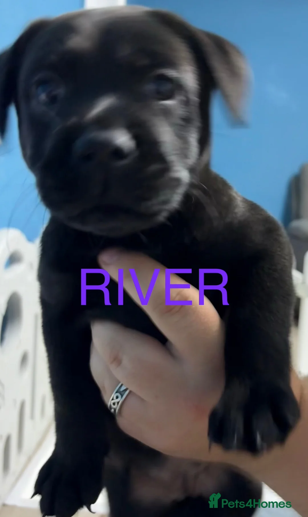 Mixed Breed dogs for sale: Labrador x staff in Nelson - Advert 12