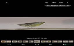 Canaries birds for sale: Two Canary Birds for sale, £20 each - Image 7