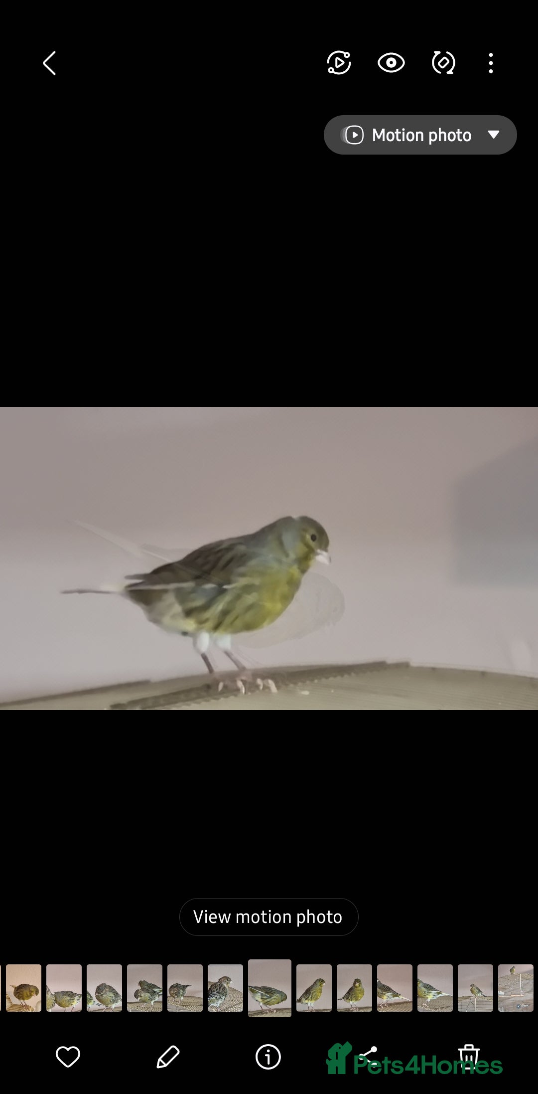 Canaries birds for sale: Two Canary Birds for sale, £20 each - Image 7