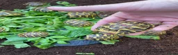 Hermann Tortoise reptiles for sale: WESTERN HERMANNS [ DWARF HERMANNS] - Advert 6