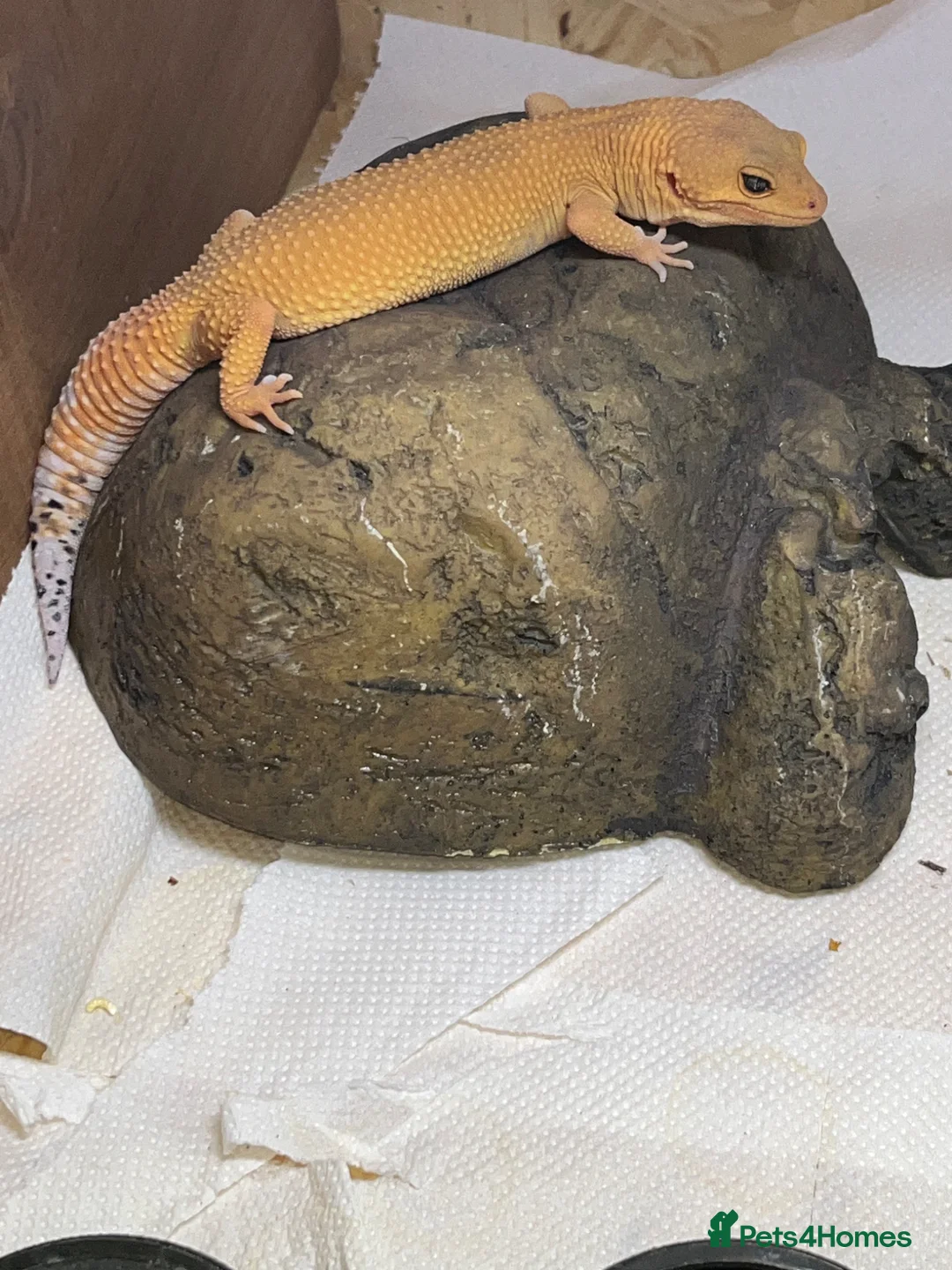 Gecko reptiles for sale: Mandarin leopard Gheckos in Colchester - Advert 2