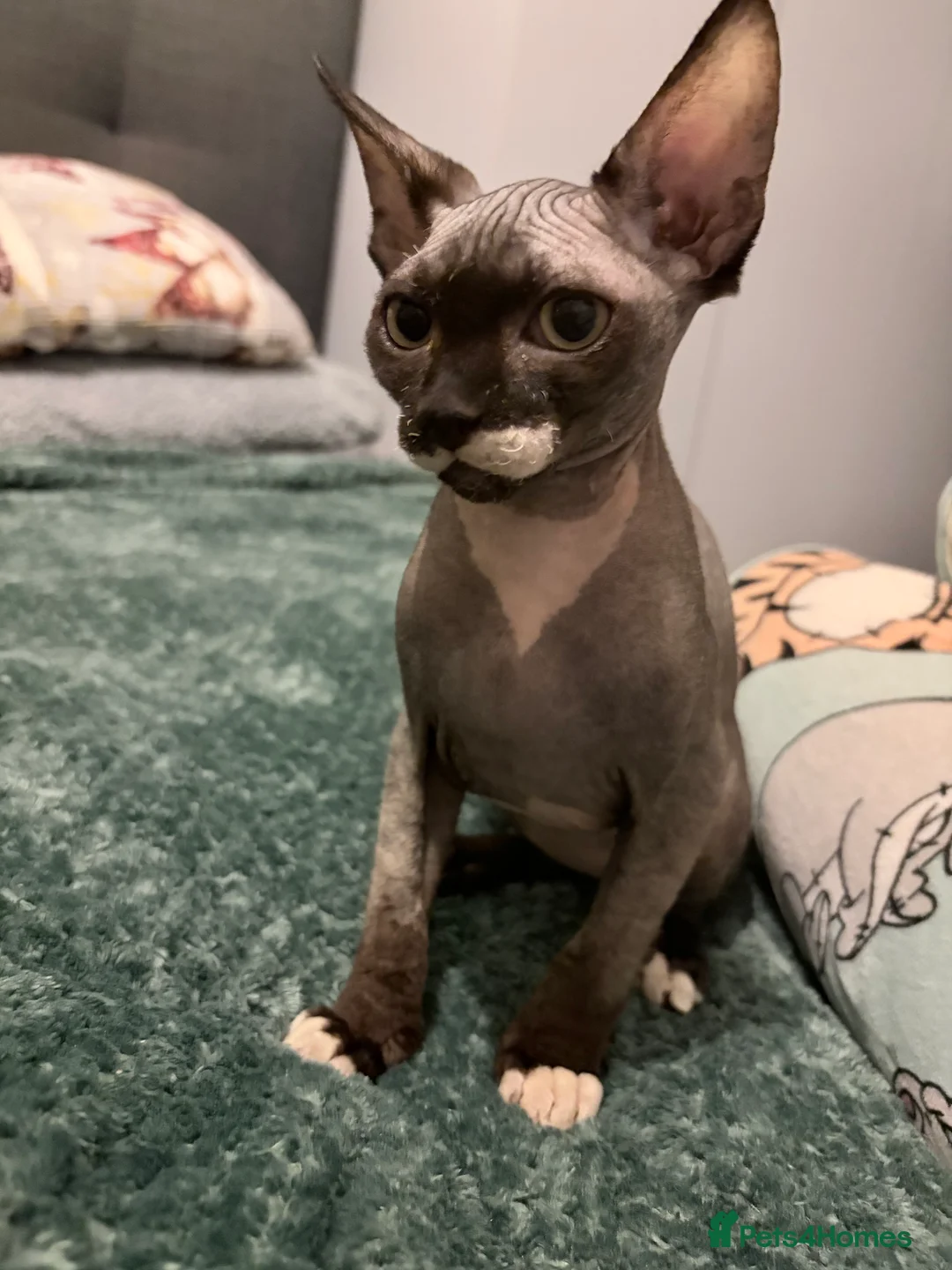 Sphynx cats for sale: Spynx kitten for sale  - Advert 5
