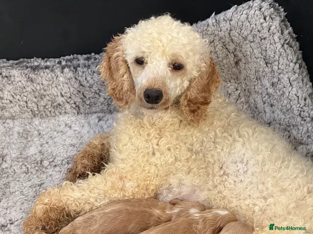 Cavapoo dogs for sale: Stunning F1 Cavapoos - Advert 1