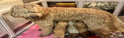 Goldendoodle dogs for sale: F1BB Goldendoodles - Advert 12