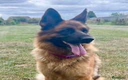 German Shepherd dogs for sale: Litter of puppies with a World Class Pedigree  - Advert 18