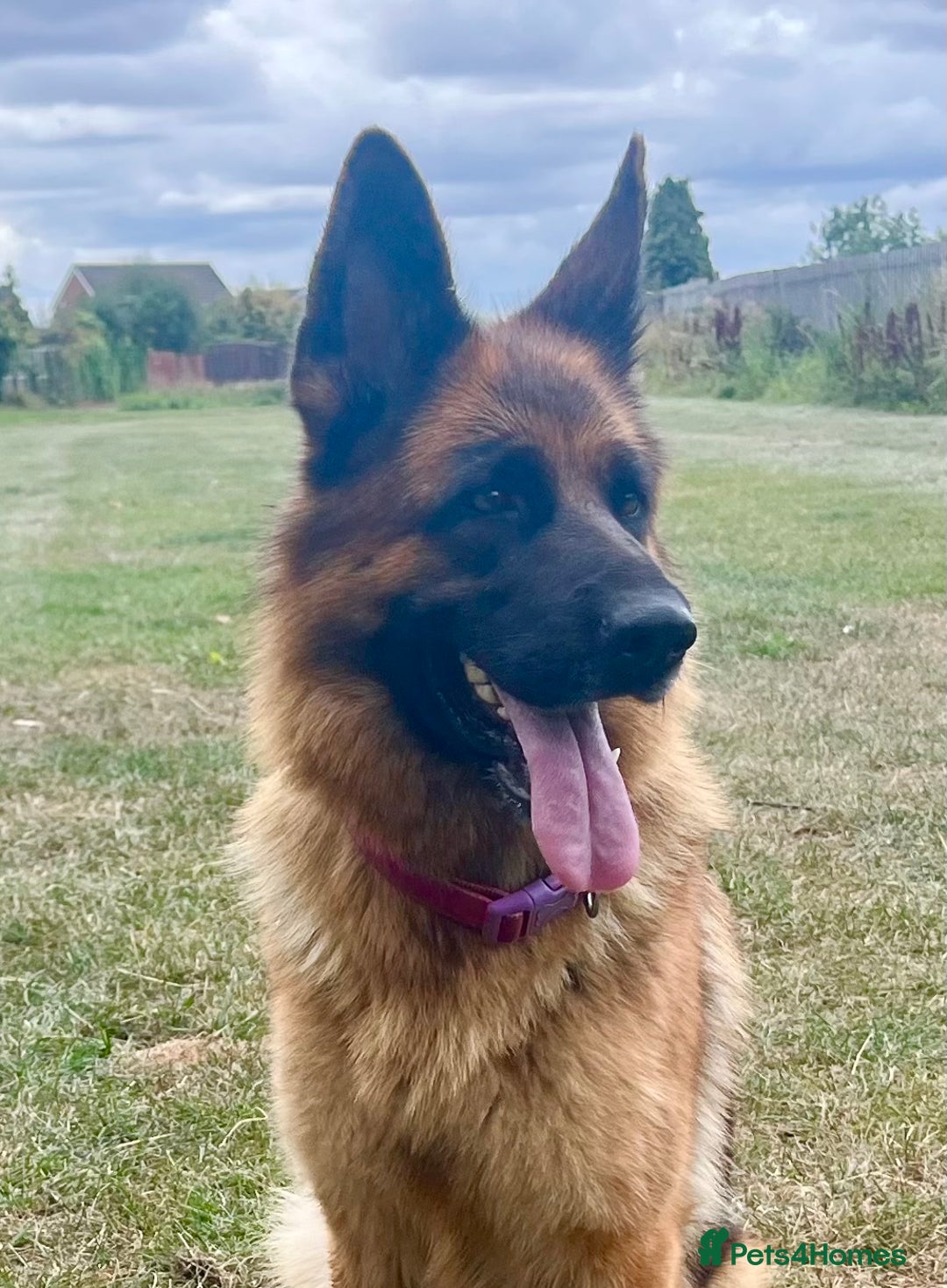 German Shepherd dogs for sale: Litter of puppies with a World Class Pedigree  - Advert 18