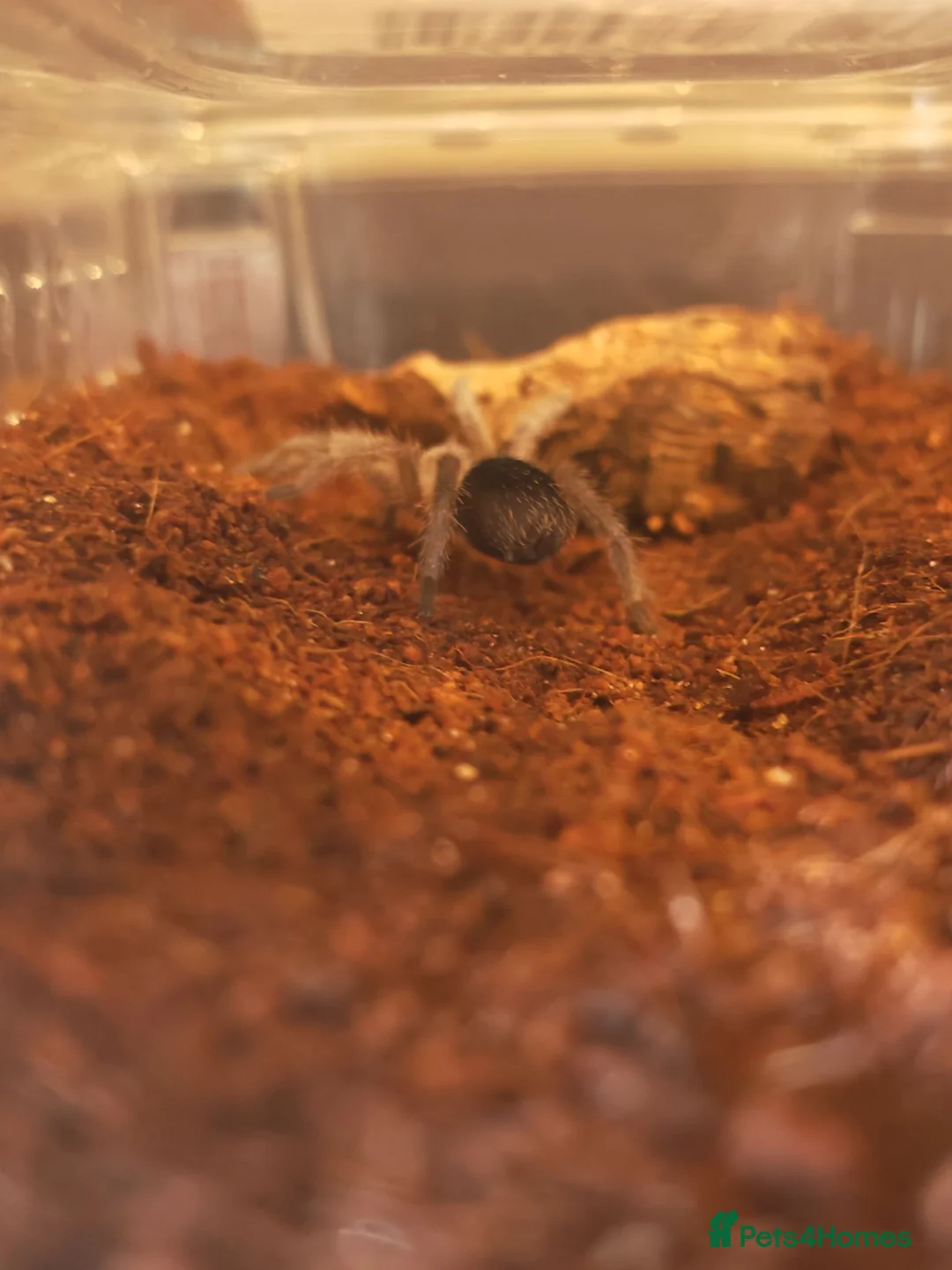 Tarantulas invertebrates for sale: tarantulas, Scorpions, Geckos,bugs and snails. - Advert 40