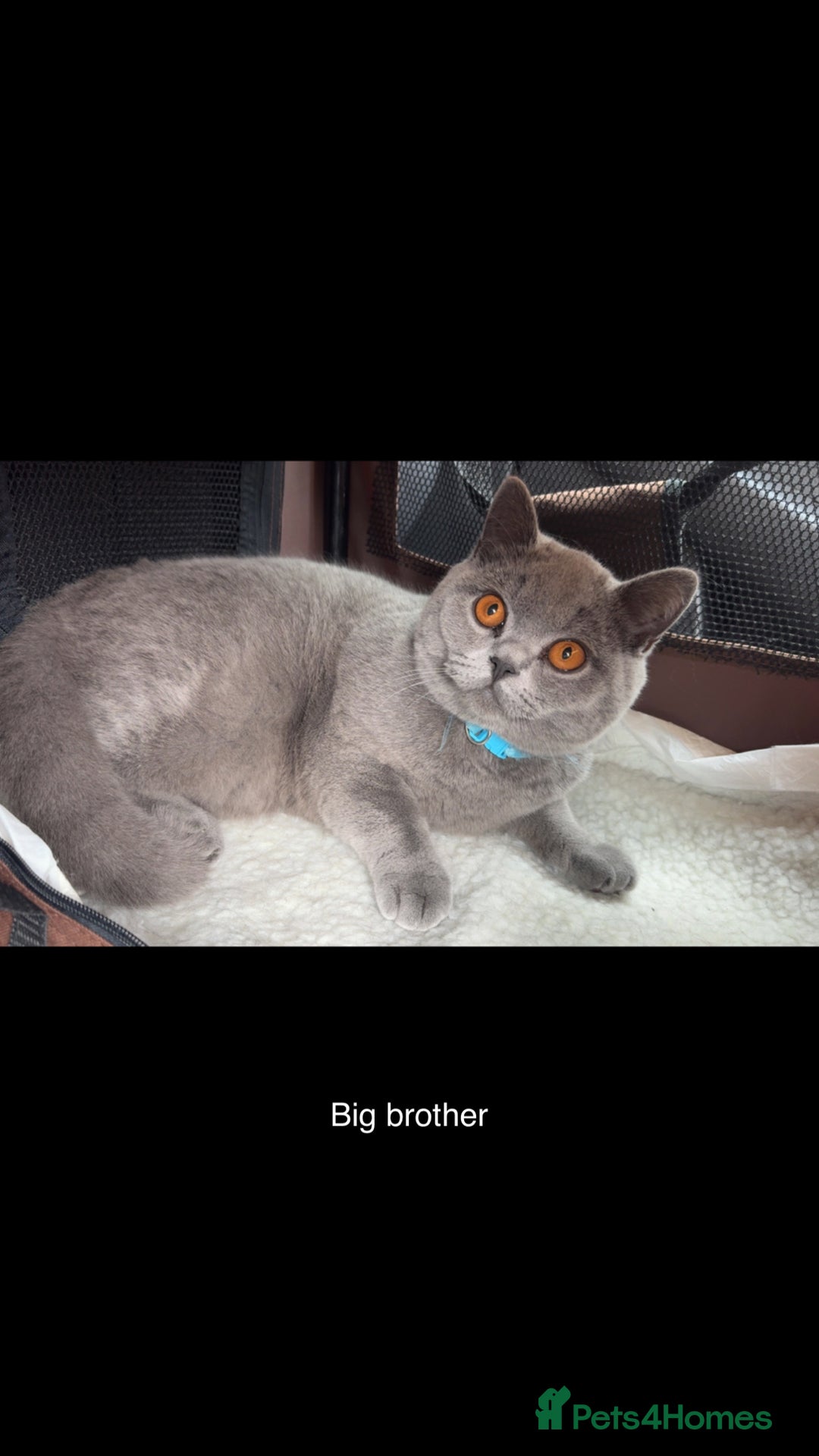 British Shorthair cats for sale: Beautiful British shorthair girl ready now - Advert 13