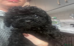 Yorkiepoo dogs for sale: 1 beautiful yorkiepoo ready to leave 🥰🥰 - Image 20