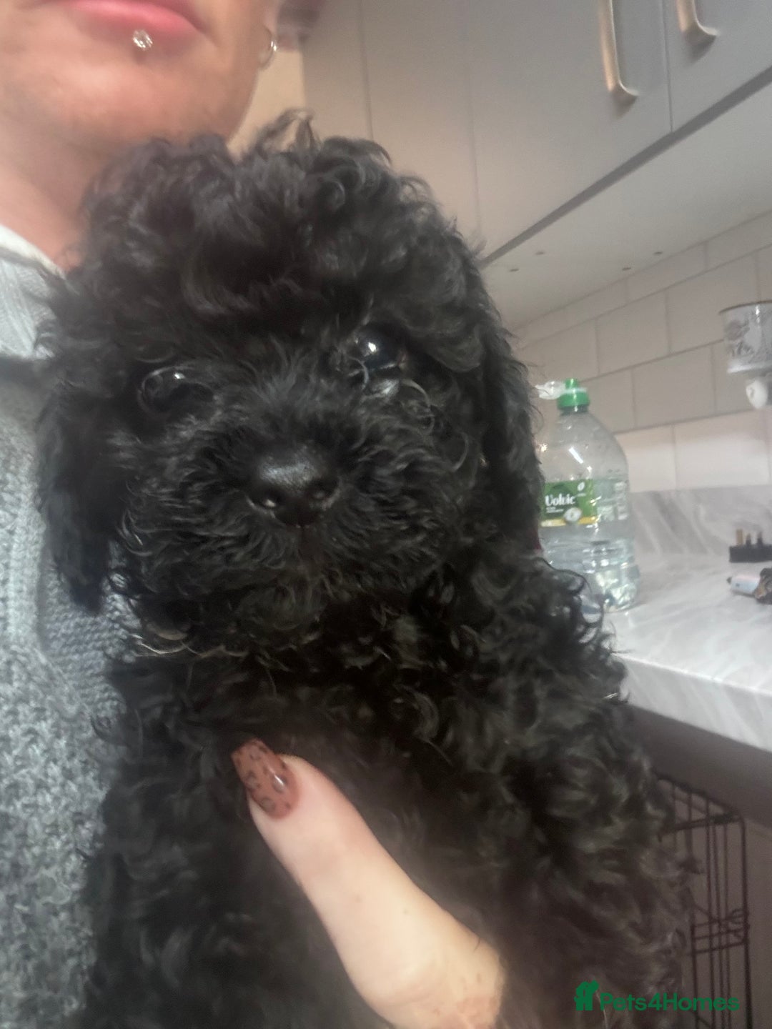 Yorkiepoo dogs for sale: 1 beautiful yorkiepoo ready to leave 🥰🥰 - Image 20