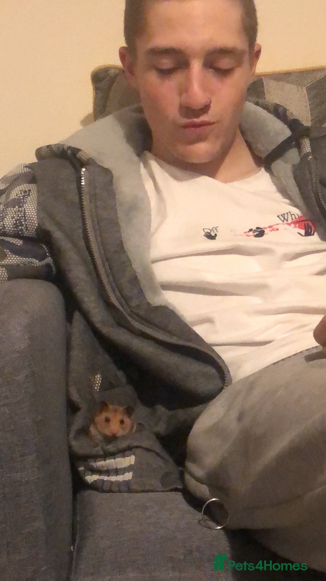 Hamster rodents for sale: Serian hamster  - Image 5