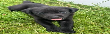 Mixed Breed 2