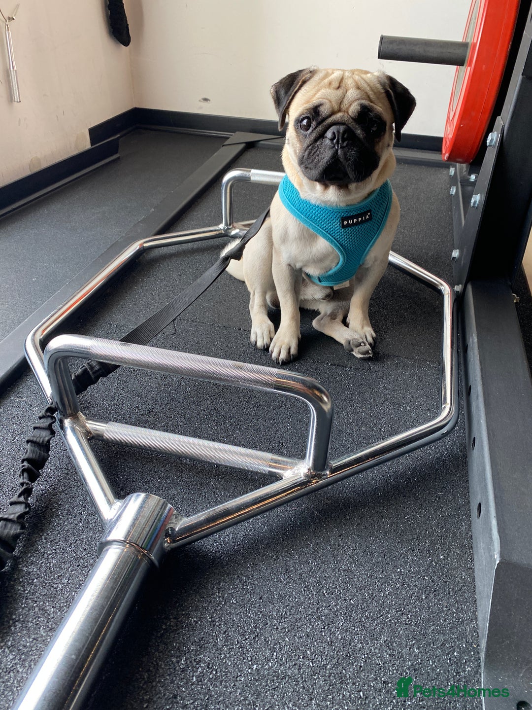 Pug dogs for stud: Pug / 5 generation pedigree male for stud - Advert 6