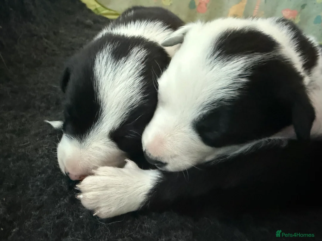 Border Collie dogs for sale: Border collie puppies seeking working/active homes - Advert 4