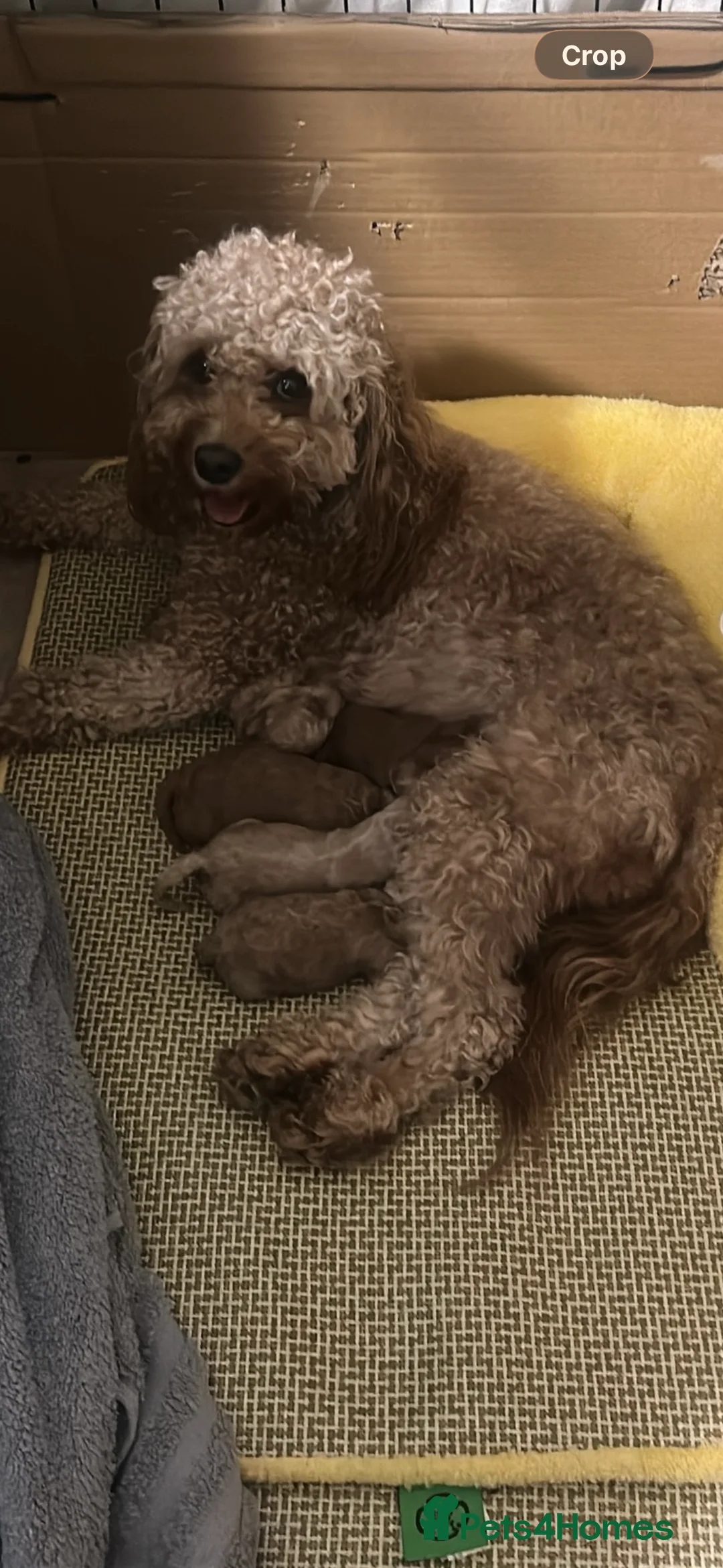 Cockapoo dogs for sale: Adorable puppies for Reservation in Deeside - Advert 2