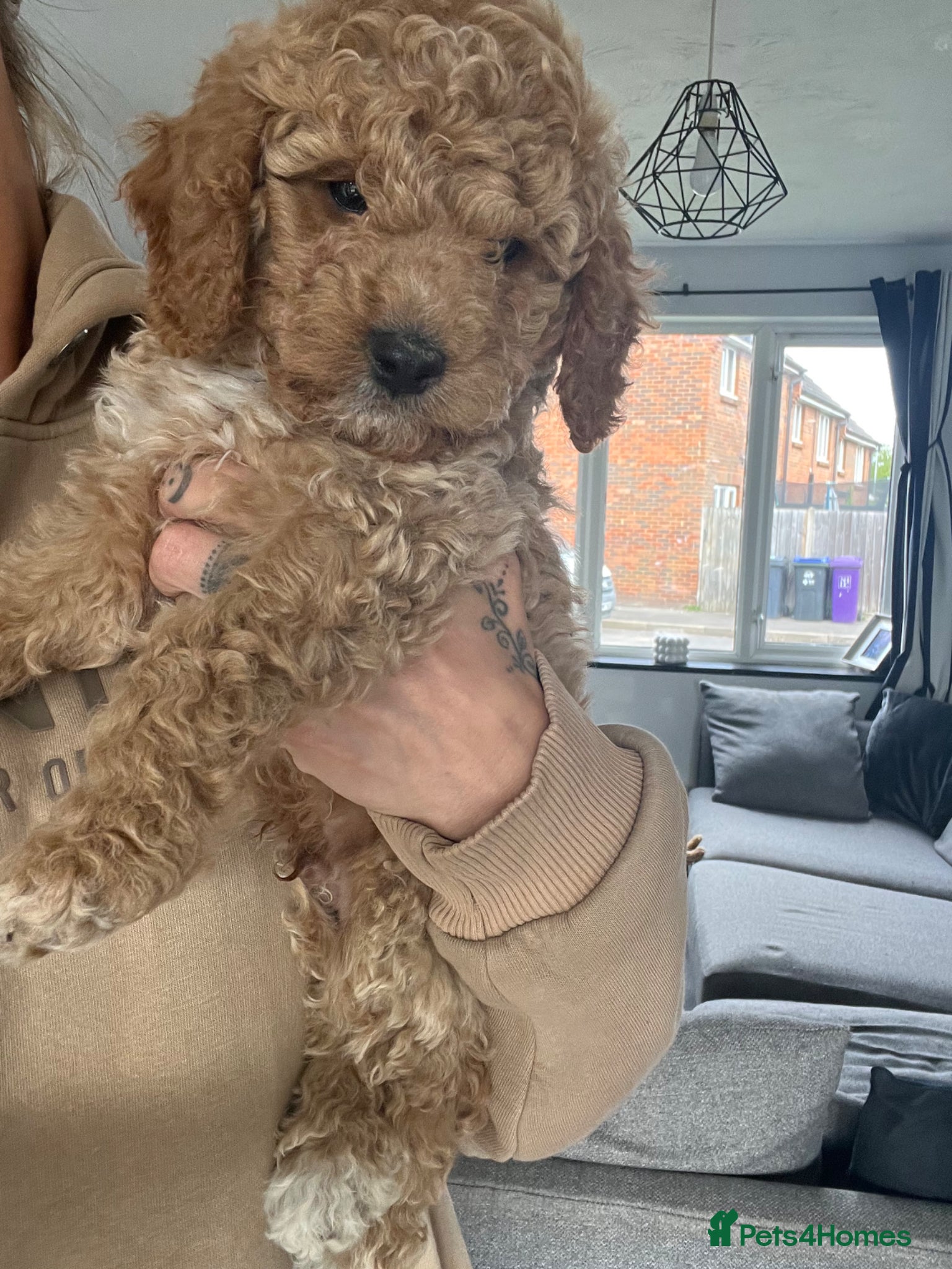Mixed Breed dogs for sale: F1 Labradoodle/cockapoo Mix ❤️  - Advert 10