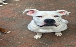 Mixed Breed dogs for sale: Bullmastiff x rhodesian ridgebag - Image 6