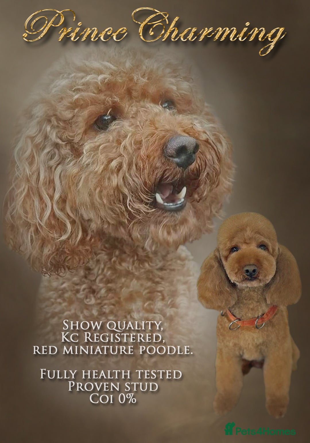 Miniature Poodle dogs for stud: Red Miniature Poodle Stud package Available  in Southampton - Advert 3