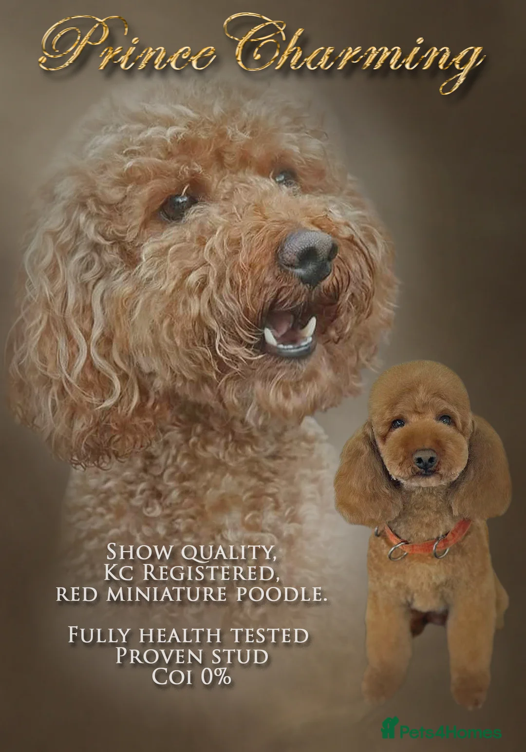 Miniature Poodle dogs for stud: Red Miniature Poodle Stud package Available  in Southampton - Advert 3