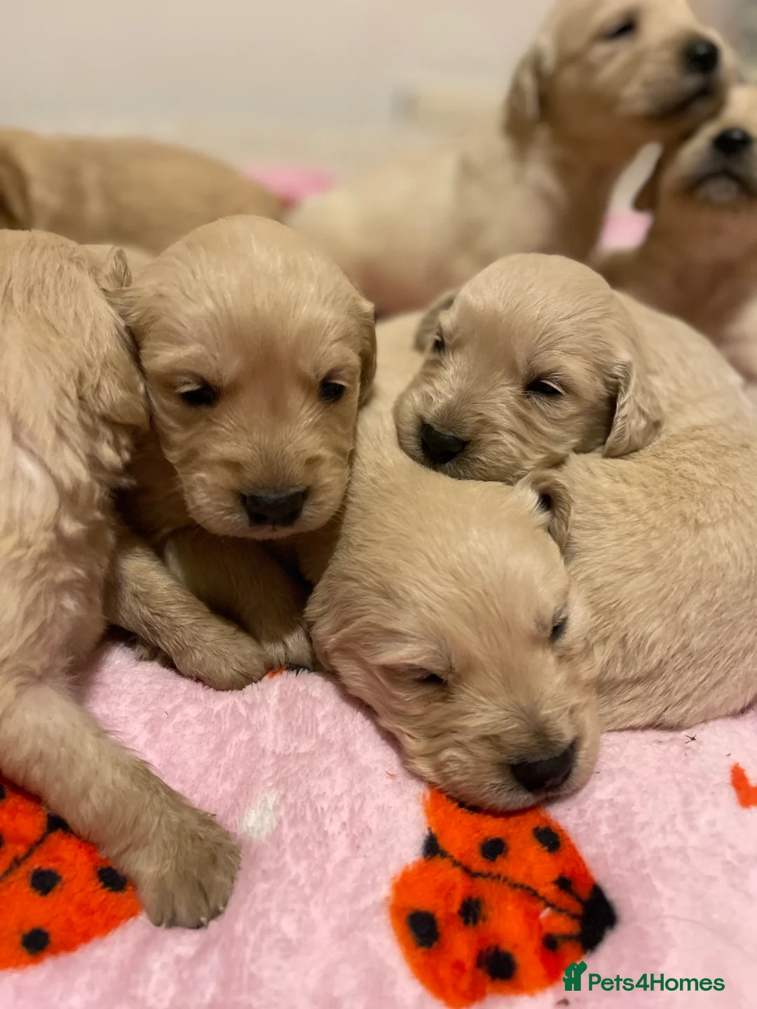 Golden Retriever dogs for sale: KC golden retriever puppies - Advert 2