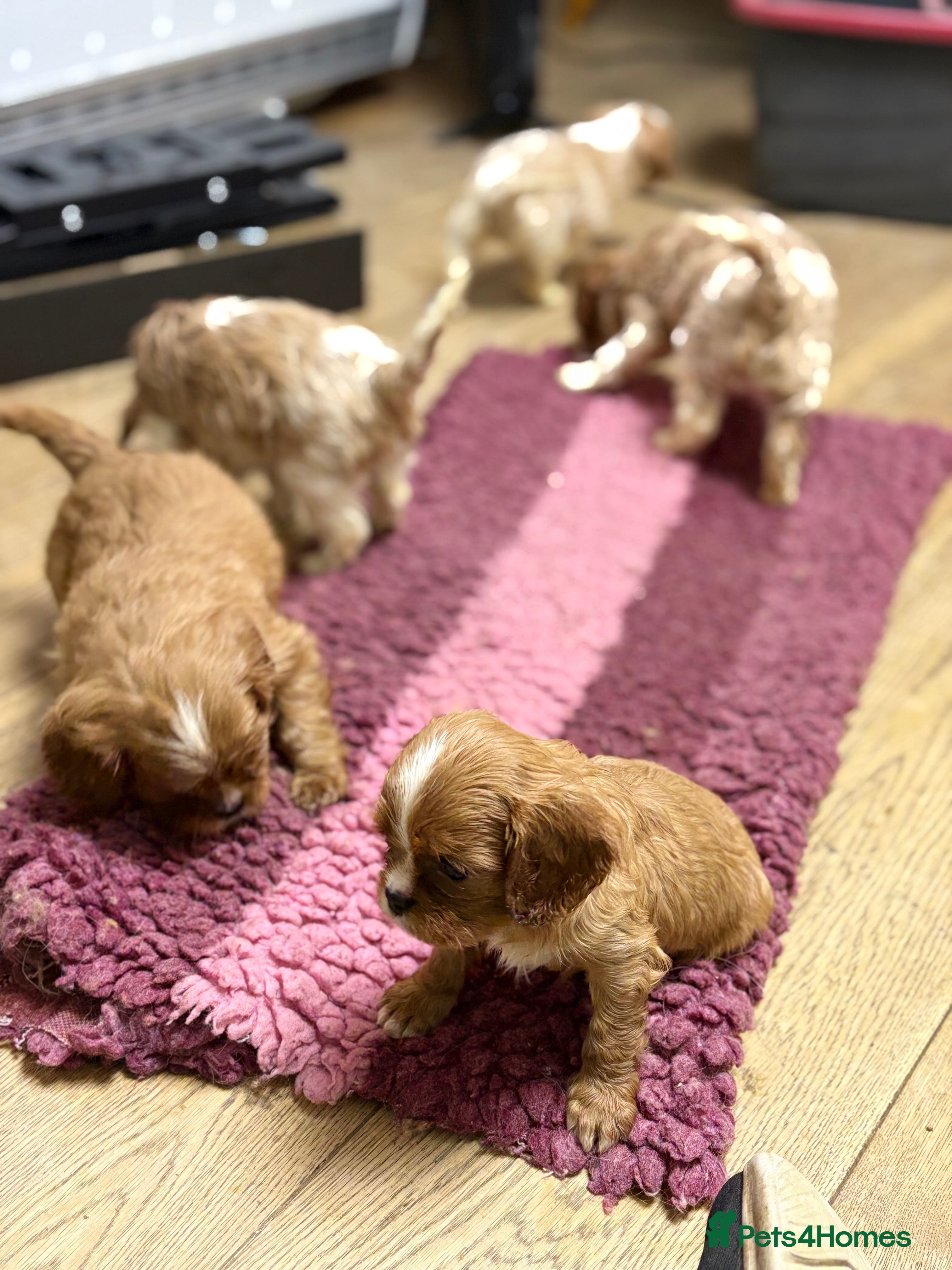 Cavalier King Charles Spaniel dogs Specialist Health Tested Cavalier King Charles  - Advert 12