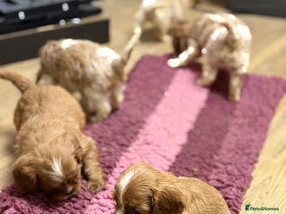 Cavalier King Charles Spaniel dogs Specialist Health Tested Cavalier King Charles - Advert 2