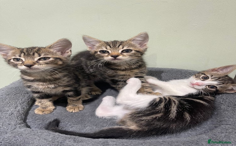 Mixed Breed cats - Advert 6