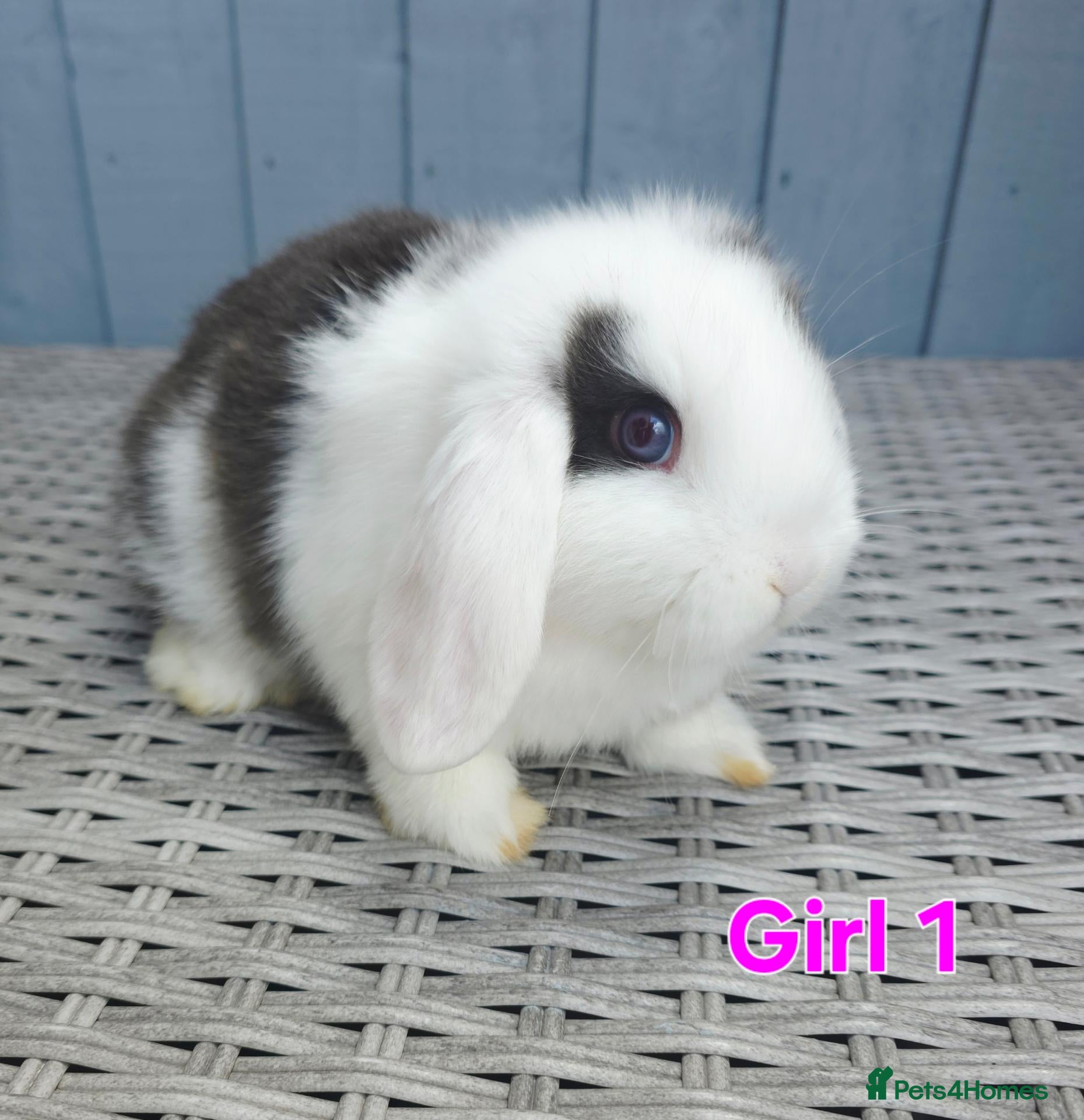Mini Lop rabbits for sale: Baby mini lops  - Advert 2