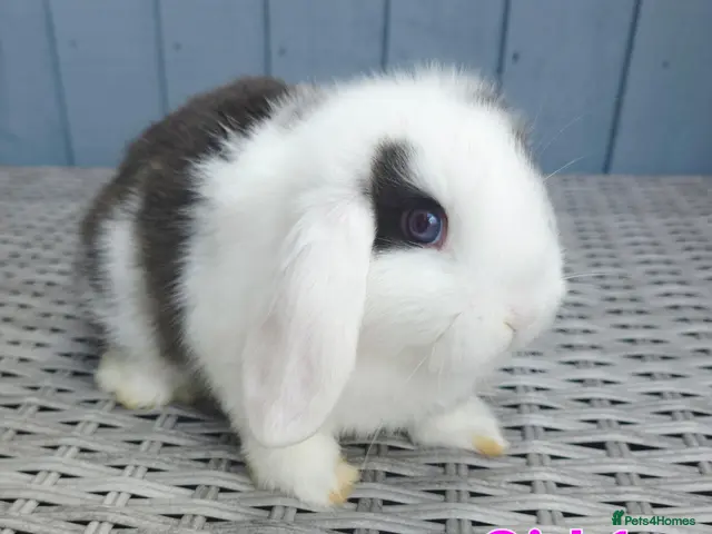 Mini Lop rabbits for sale: Baby mini lops - Advert 2