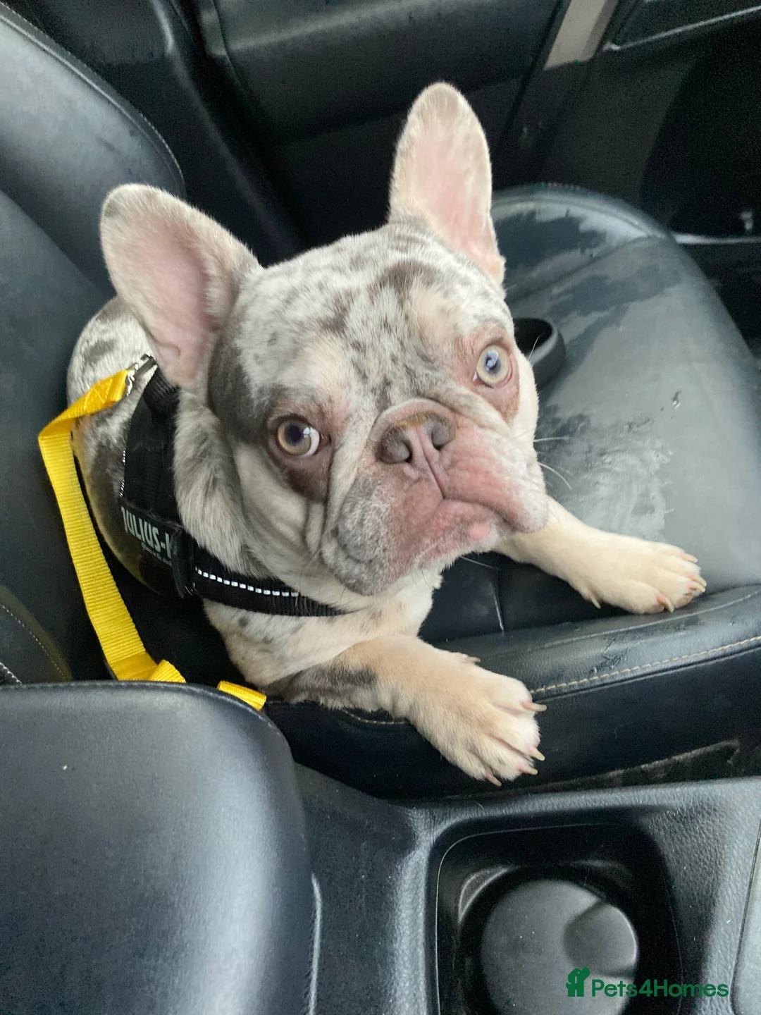French Bulldog dogs for stud: Lilac merle French bulldog for stud  in Stevenage - Advert 9