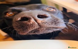 Labrador Retriever dogs for sale: Lucy's Puppies have arrived! - Image 8