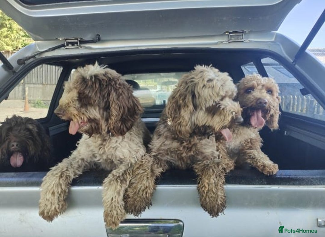 Cockapoo dogs for sale: Gorgeous Cockapoo puppies - Image 17