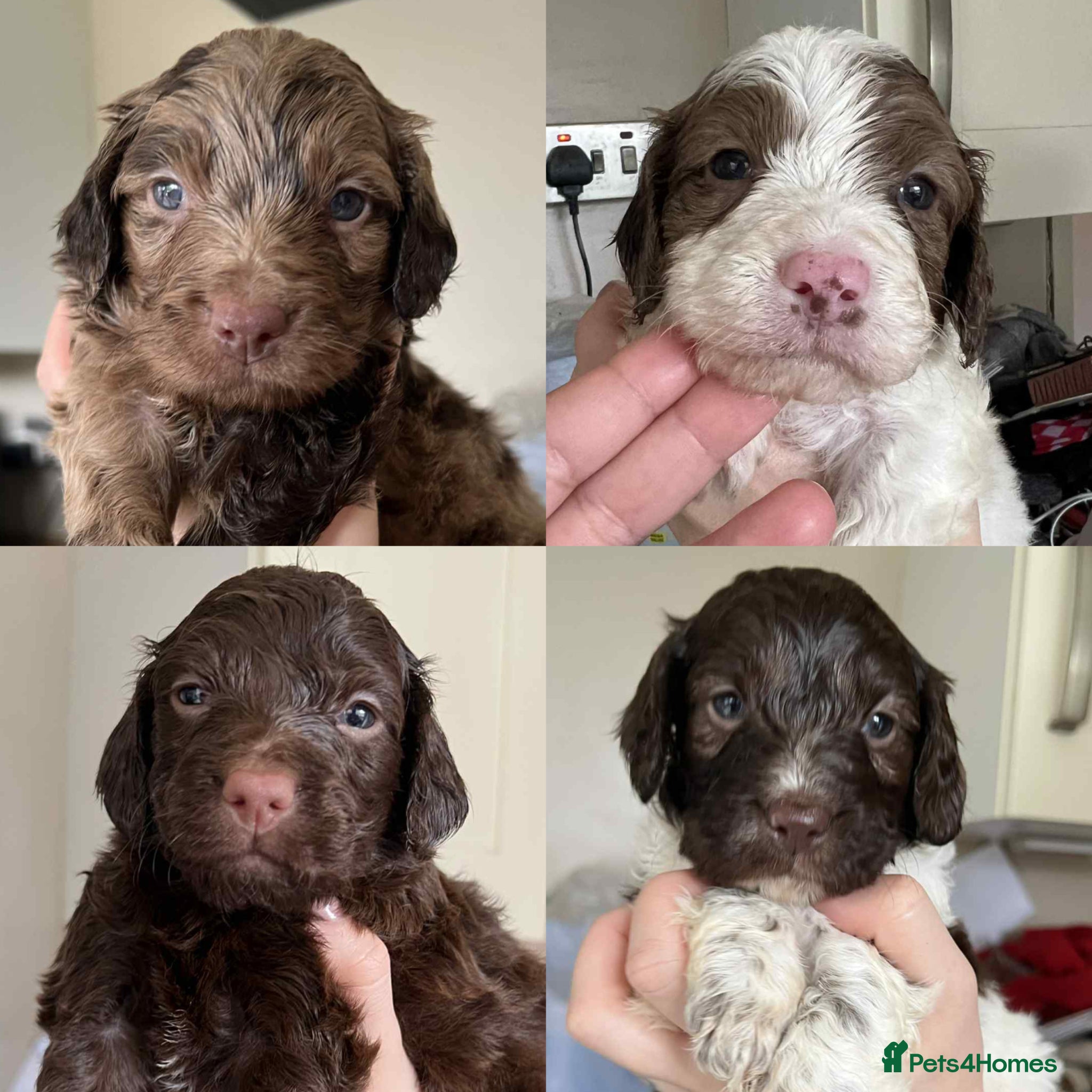 Cockapoo dogs Gorgeous F1 babies - choc solids, partis, merles. - Advert 12