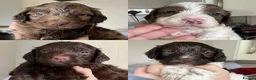 Cockapoo dogs for sale: Gorgeous F1 babies - vaccinated and ready to go - Advert 3